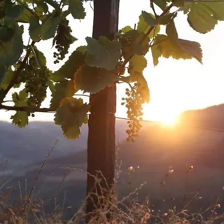 Bed and Breakfast Quinta Vale De Lobos Folgosa (Viseu)