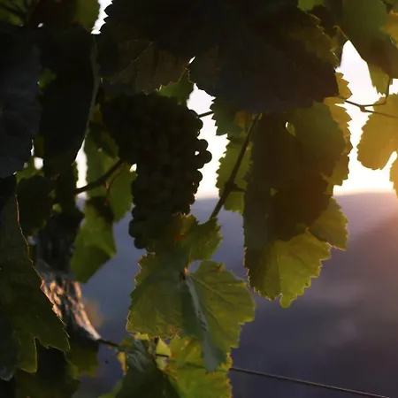 Quinta Vale De Lobos 3* 弗格萨