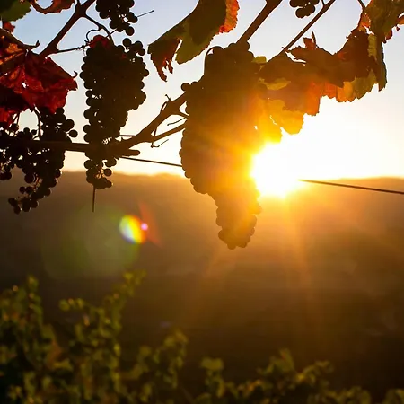 Quinta Vale De Lobos 4* Folgosa (Viseu)