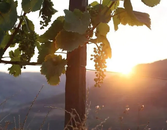 Couette-café Quinta Vale De Lobos Folgosa (Viseu)